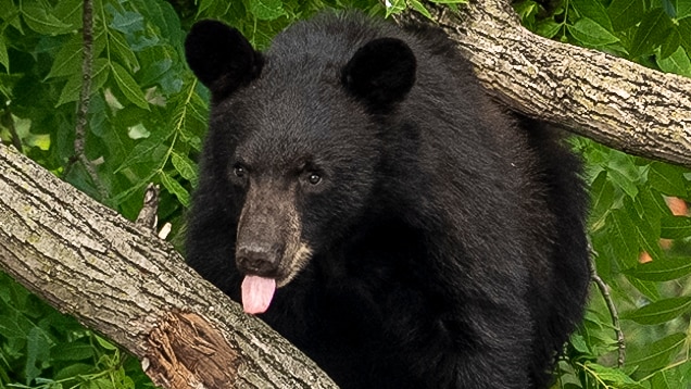Washington's roaming bear pokes its tongue at police