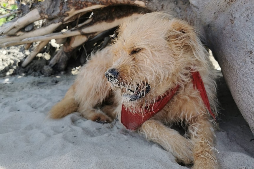 dog on sand next to tree log