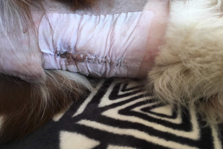 Stitched wound on dog's belly after surgery