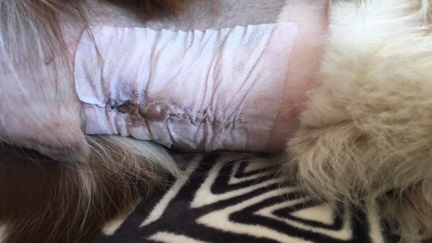 Stitched wound on dog's belly after surgery