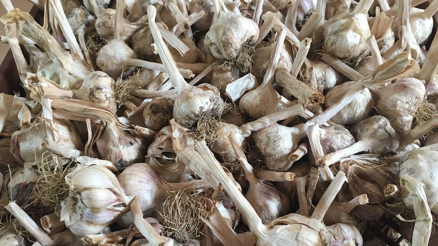 Garlic bulbs