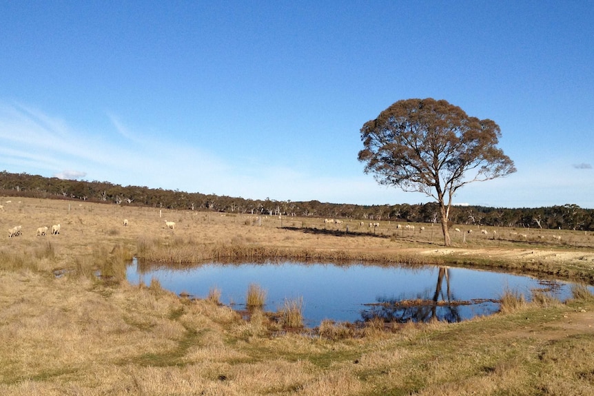 Farmers are worried they may not have enough water in dams to last until spring