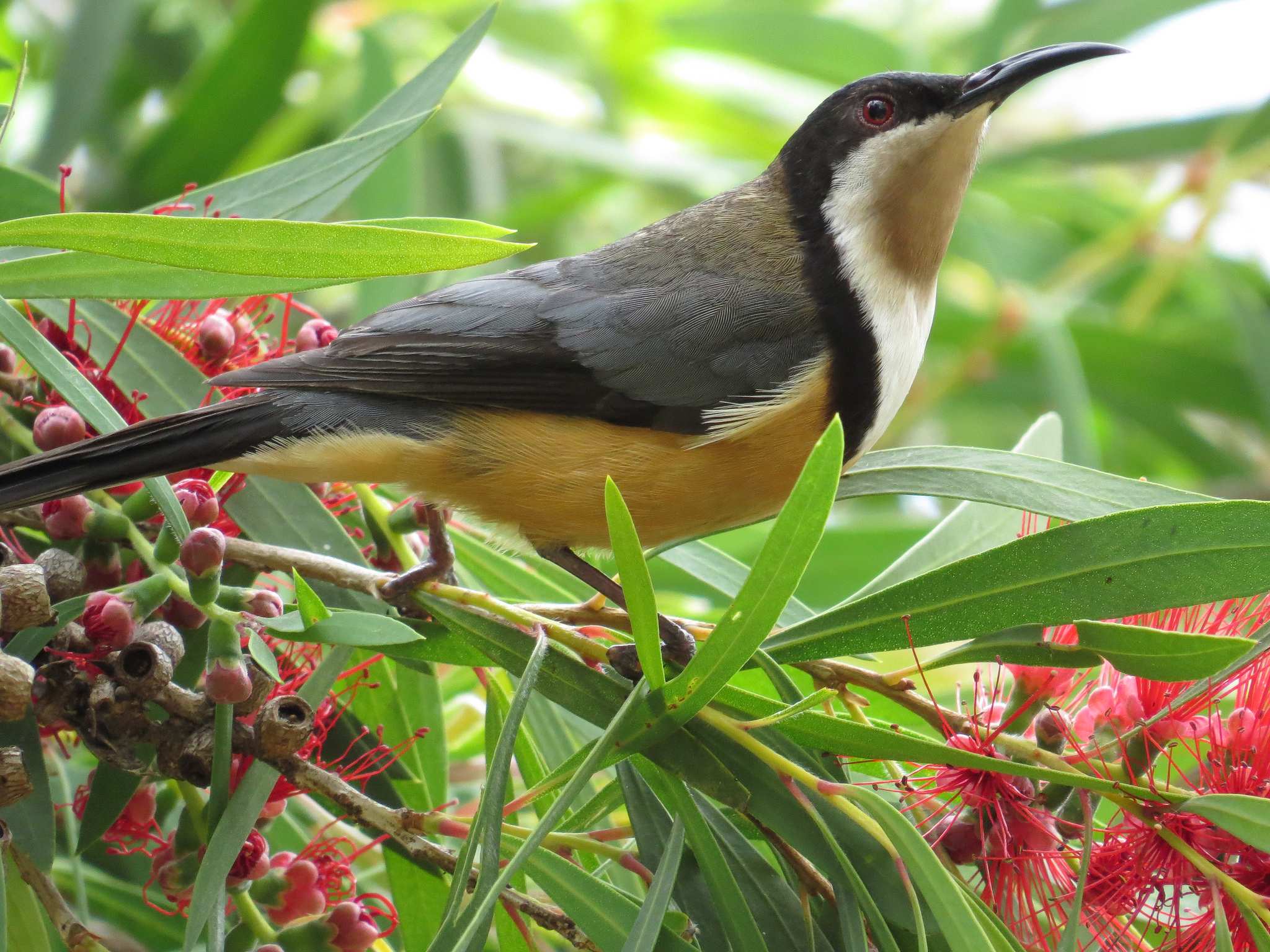 A bird with brown plumage and a yellow breast perches among branches