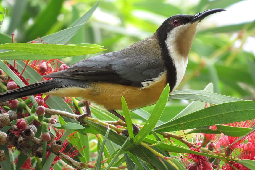 A bird with brown plumage and a yellow breast perches among branches