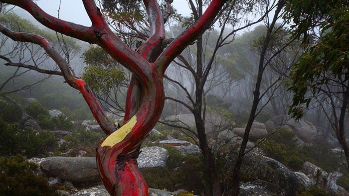The very beautiful Eucalyptus coccifera dominates Tasmania's tree line. It grows up to an altitude of 1200m.