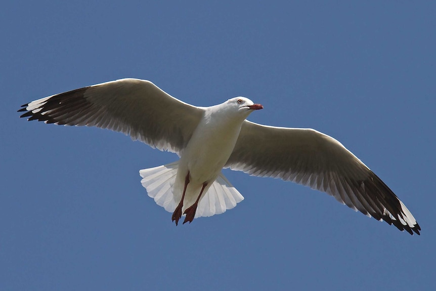 A silver gull in flight, Canberra.