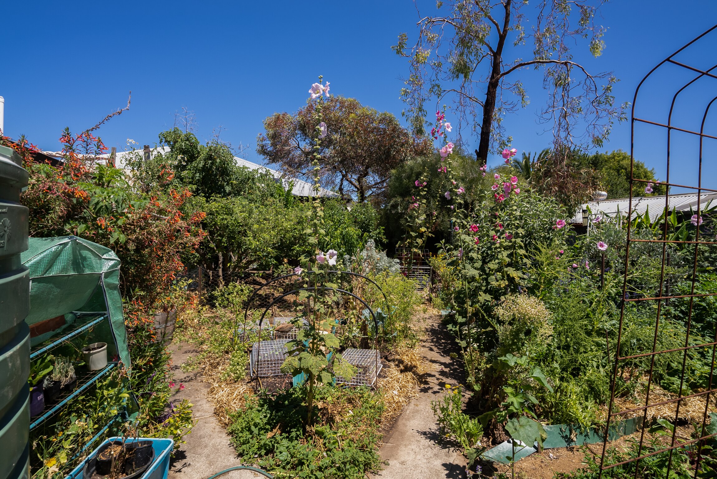 Koren Helbig's old garden