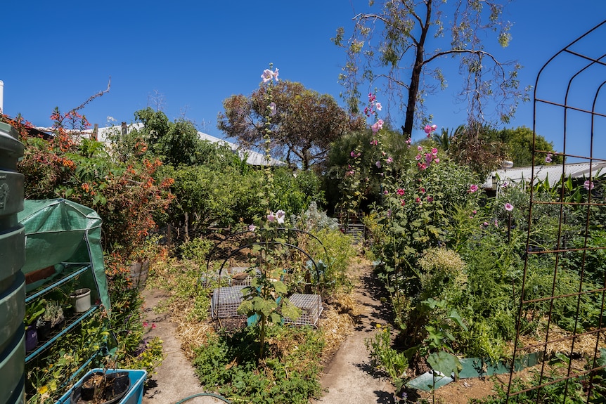 Koren Helbig's old garden