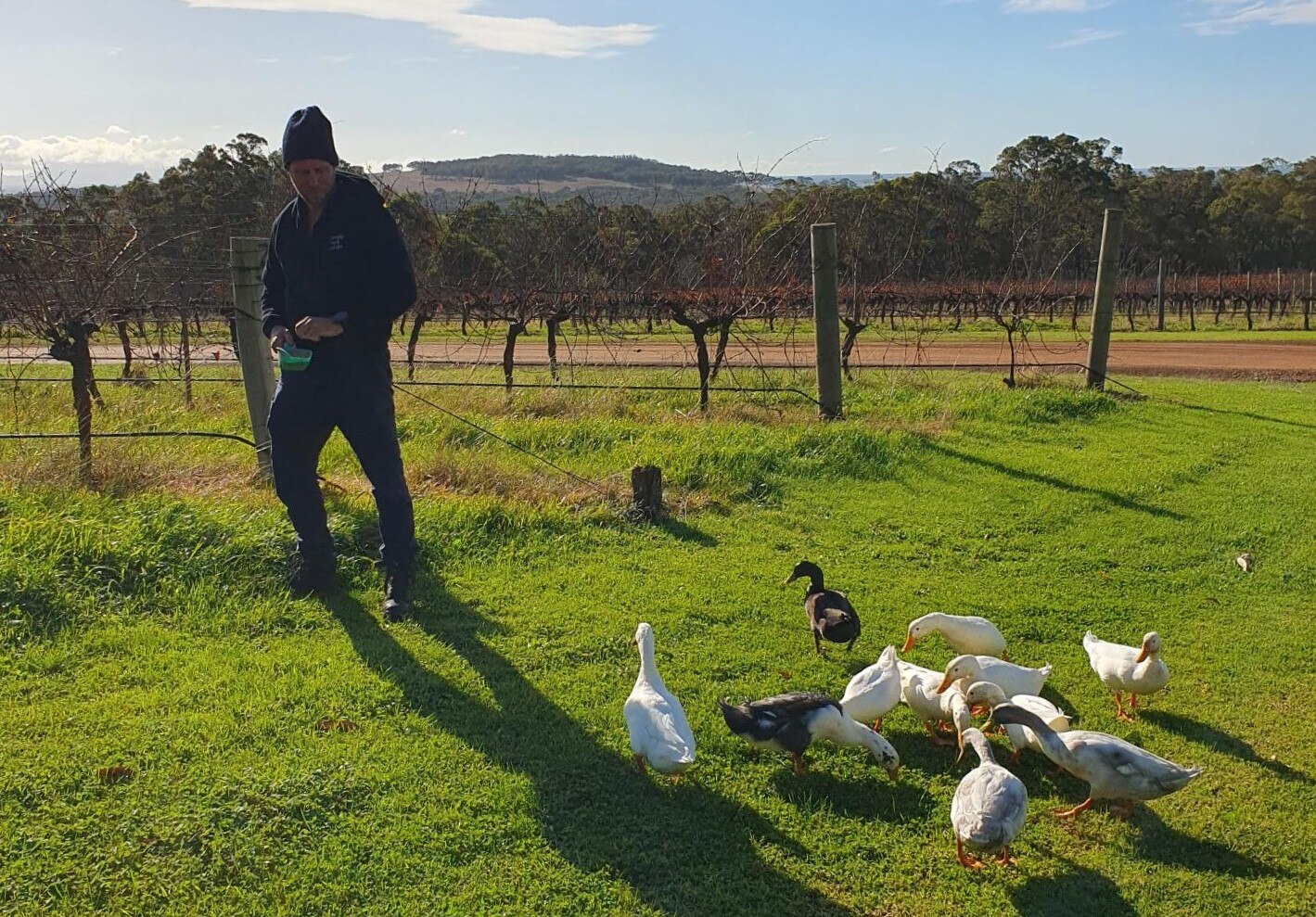 West Australian winery deploys ducks to help manage vineyard pests
