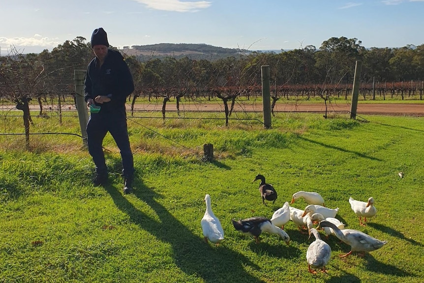 Man walking beside a number of ducks in a vineyard.