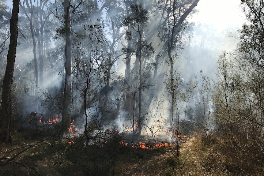 A small circle of fire burns in an Australian bushland