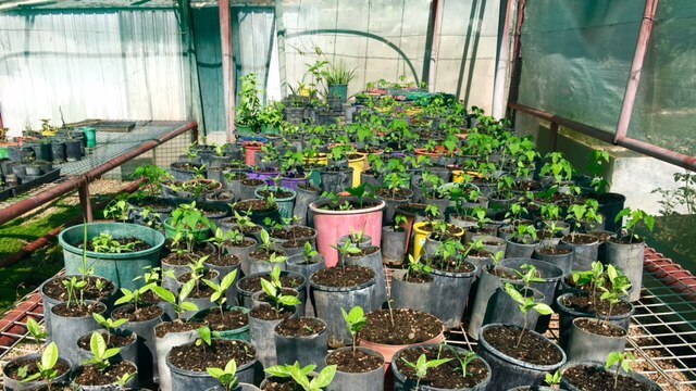 The Beswick Nursery greenhouse houses a huge variety of produce including the paw paw trees pictured above.