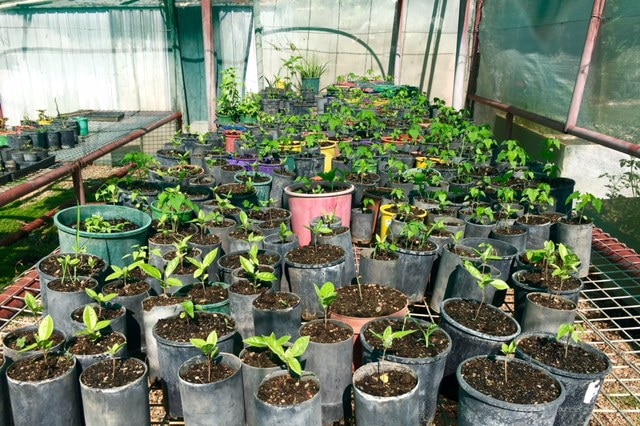 The Beswick Nursery greenhouse houses a huge variety of produce including the paw paw trees pictured above.