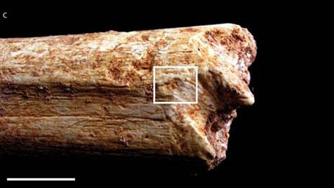 Bone from 500,000 year old hominin showing pit marks