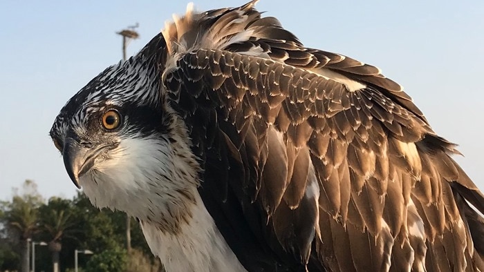 Olive the Osprey became stranded on a bridge during her maiden flight on the Gold Coast