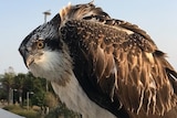 Olive the Osprey became stranded on a bridge during her maiden flight on the Gold Coast