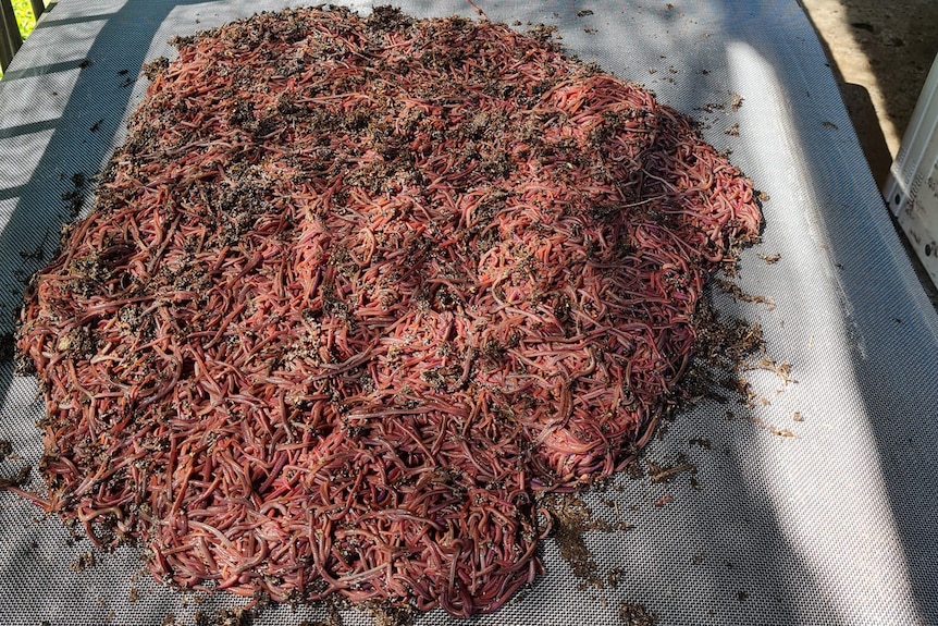 A massive pile of worms in a tray, ready for packing into boxes.