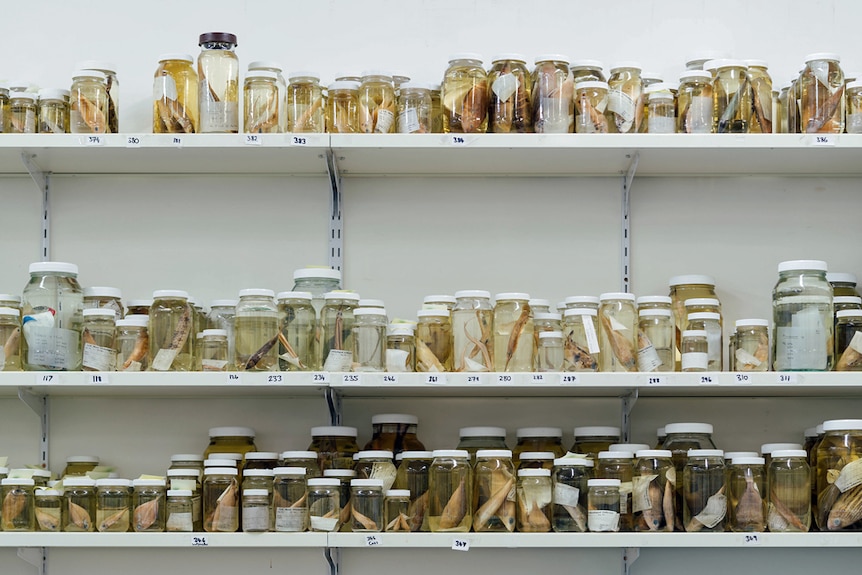 Jars of fish specimens