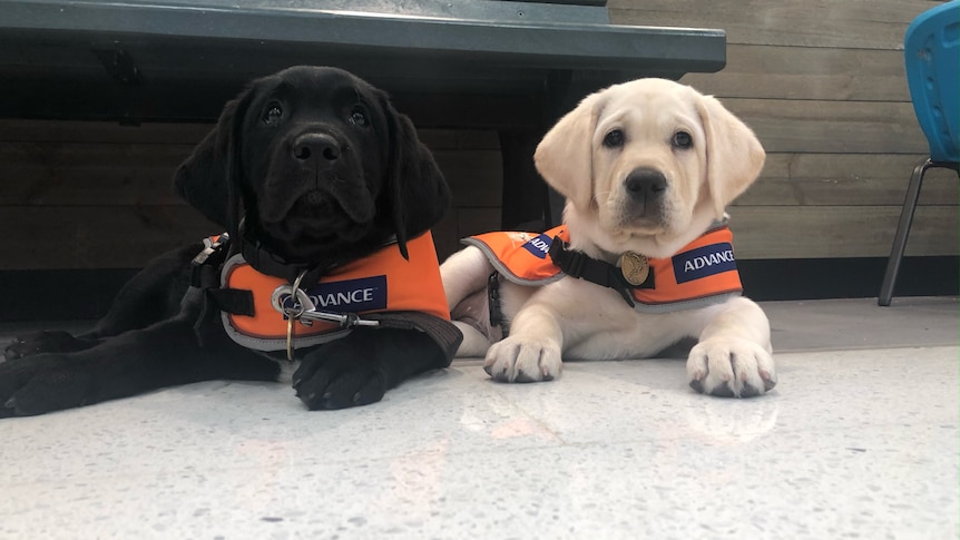 A black Labrador and a white Labrador lying on the floor with orange vests on. 