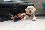 A black Labrador and a white Labrador lying on the floor with orange vests on. 