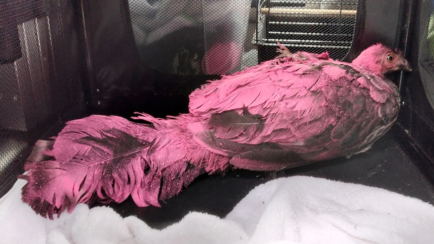 Brush turkey covered in hot pink spray paint