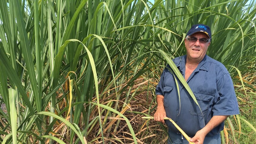 Paul Schembri stands in beside a sugar cane crop.