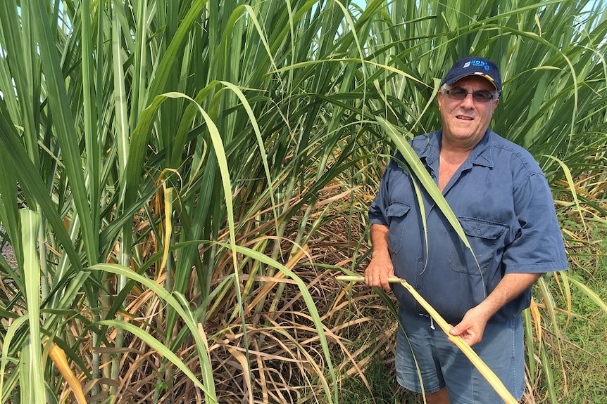 Paul Schembri with a cane crop infected with Yellow Canopy Syndrome