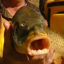 Big Fish
