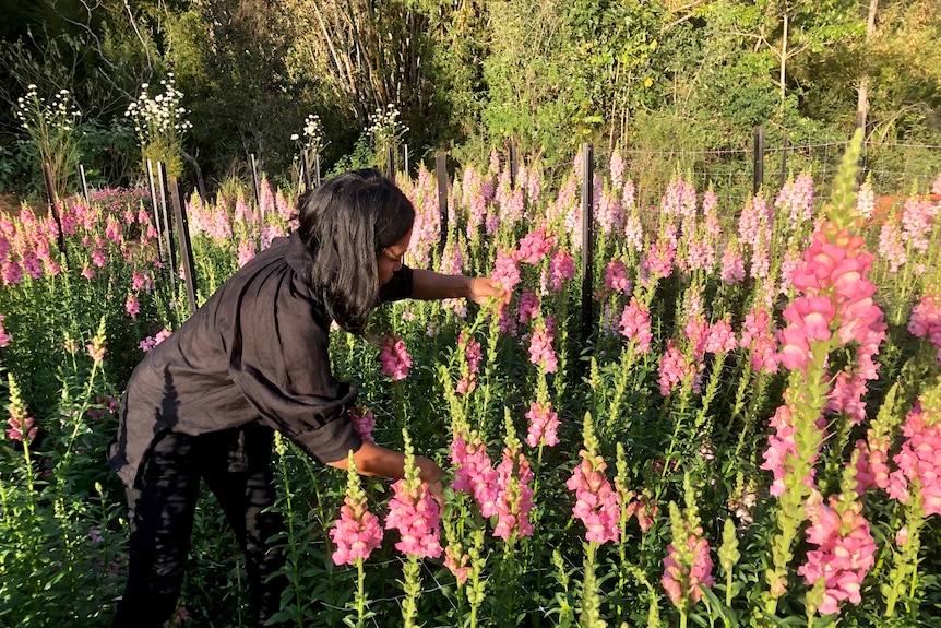 A woman reaches over to touch tall pink flowers.