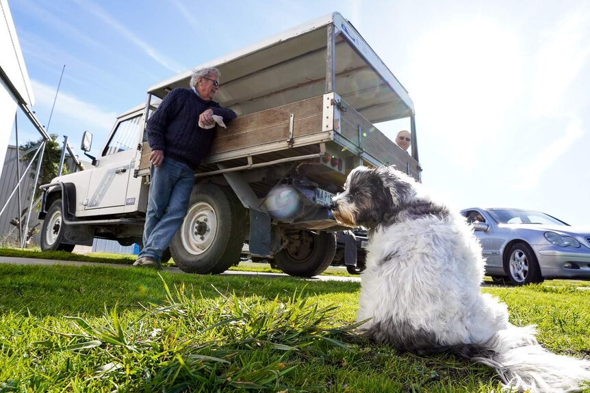 A small grey and white dog sits on a patch of lawn while a few older men chat behind him leaning against a ute.