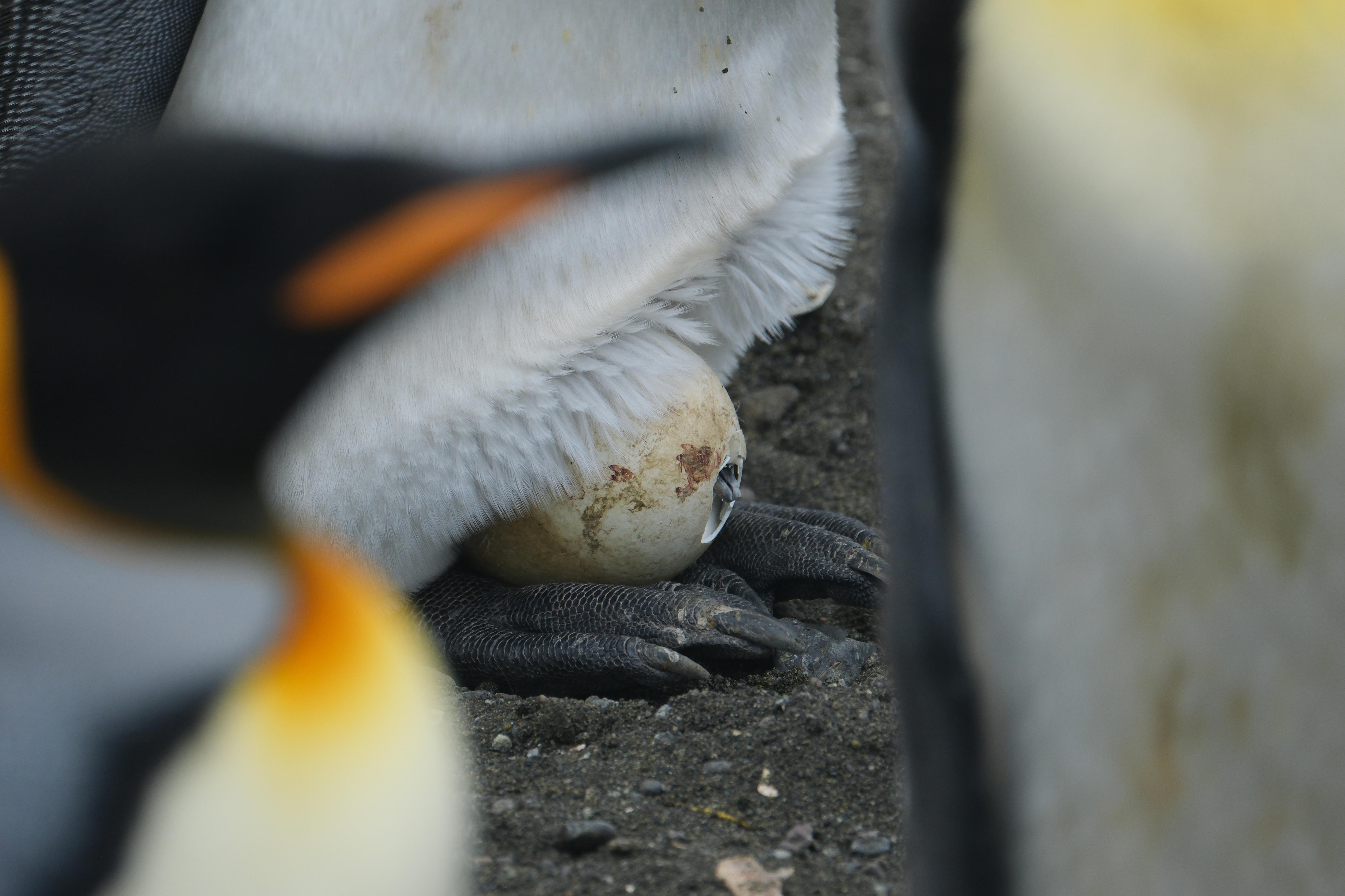 A little pointed beak pokes out of an egg shell which sits on a penguins feet, covered in white feathers.