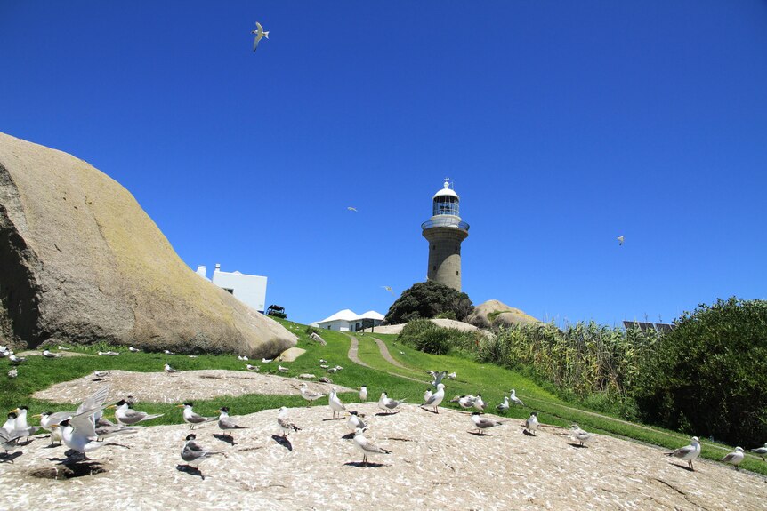 Lots of white birds taking off and landing on a rock in the foreground, with a lighthouse in the background.