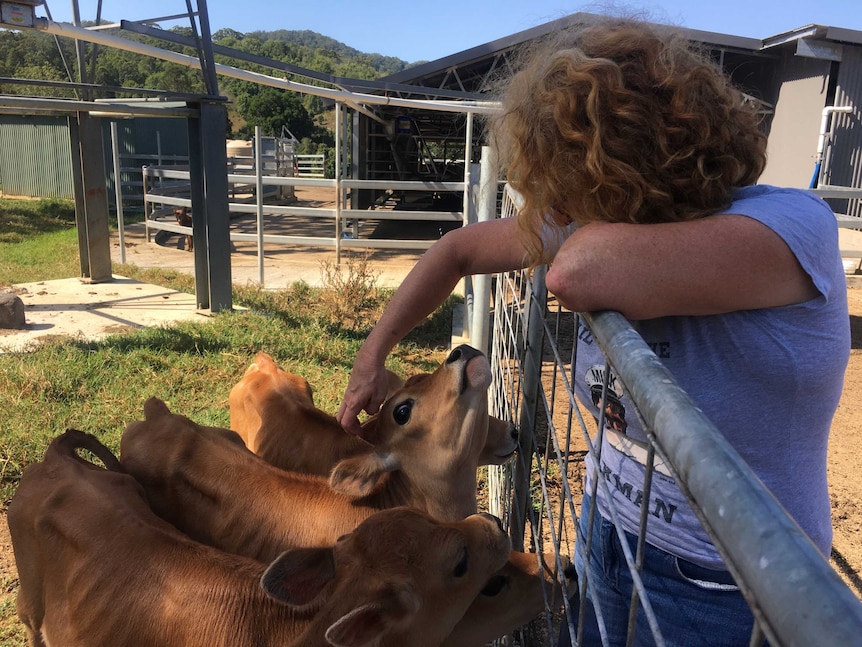 Debra patting Jersey calves.