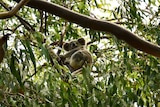 A juvenile koala sits in a tree.
