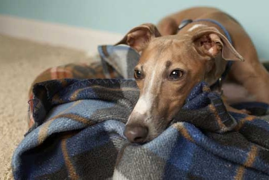 A fawn-coloured greyhound rests on a tartan blanket.
