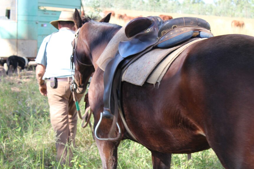 Elderly cattleman Bruce Burnham leads his horse away after a muster.