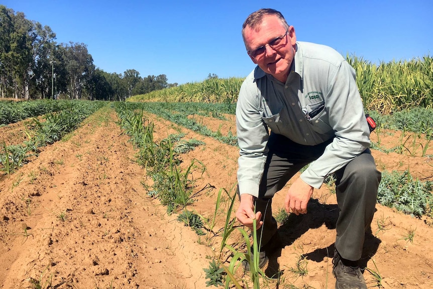 Paul Nicol crouches in a field holding the leaf of a young sugar cane plant