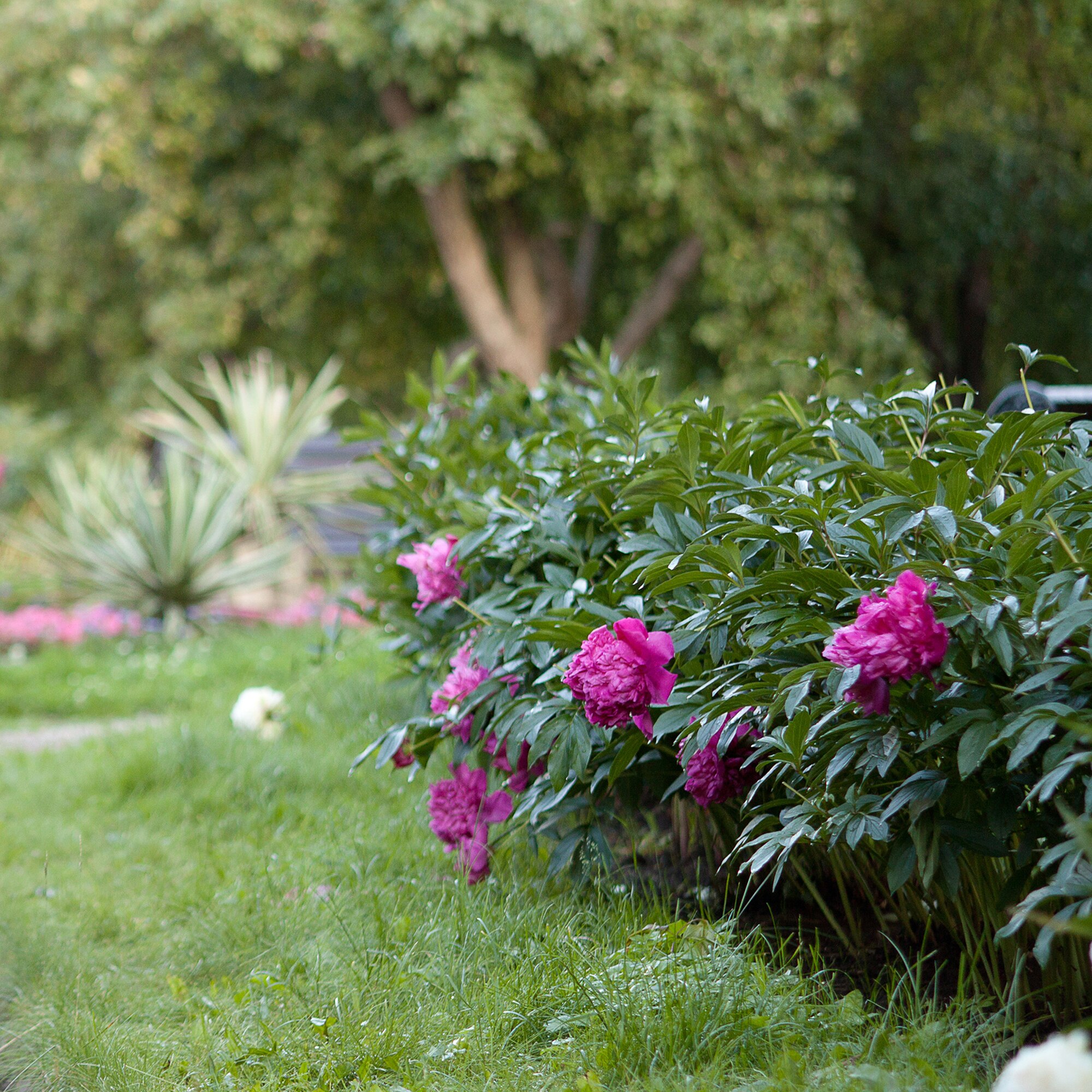 A peony bush with vibrant purple flowers in a lush garden.