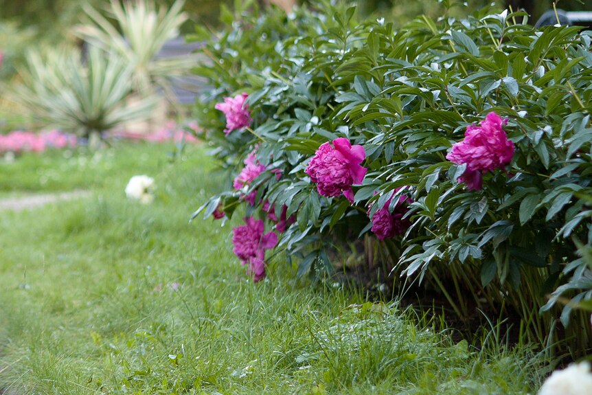 A peony bush with vibrant purple flowers in a lush garden.