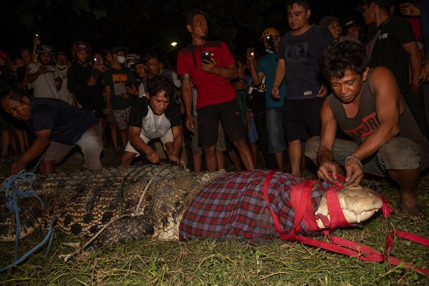 Crowds watch as several people untie a crocodile.