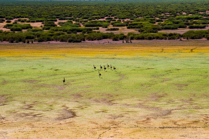 Aerial shot of emus running across a lake bed