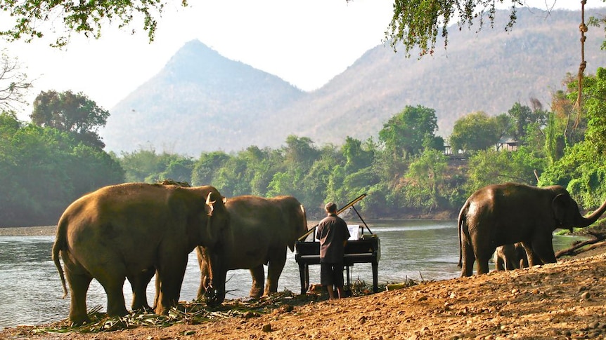 A man plays a grand piano by a river surrounded by three large elephants. The are mountains and jungle in the background.