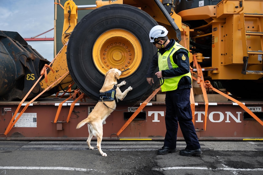 A man in a hi-vis vest and white helmet searches a tyre with a sniffer dog at a Sydney port