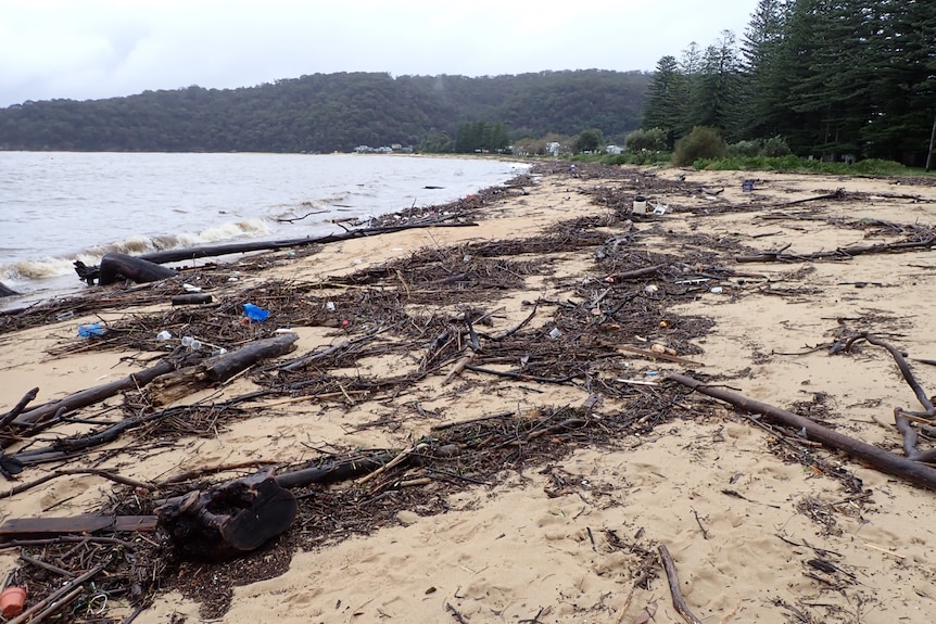 Timber and sticks cover most of a beach.