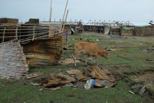 A cow grazes near one of the destroyed shelters in Myanmar’s Rakhine state
