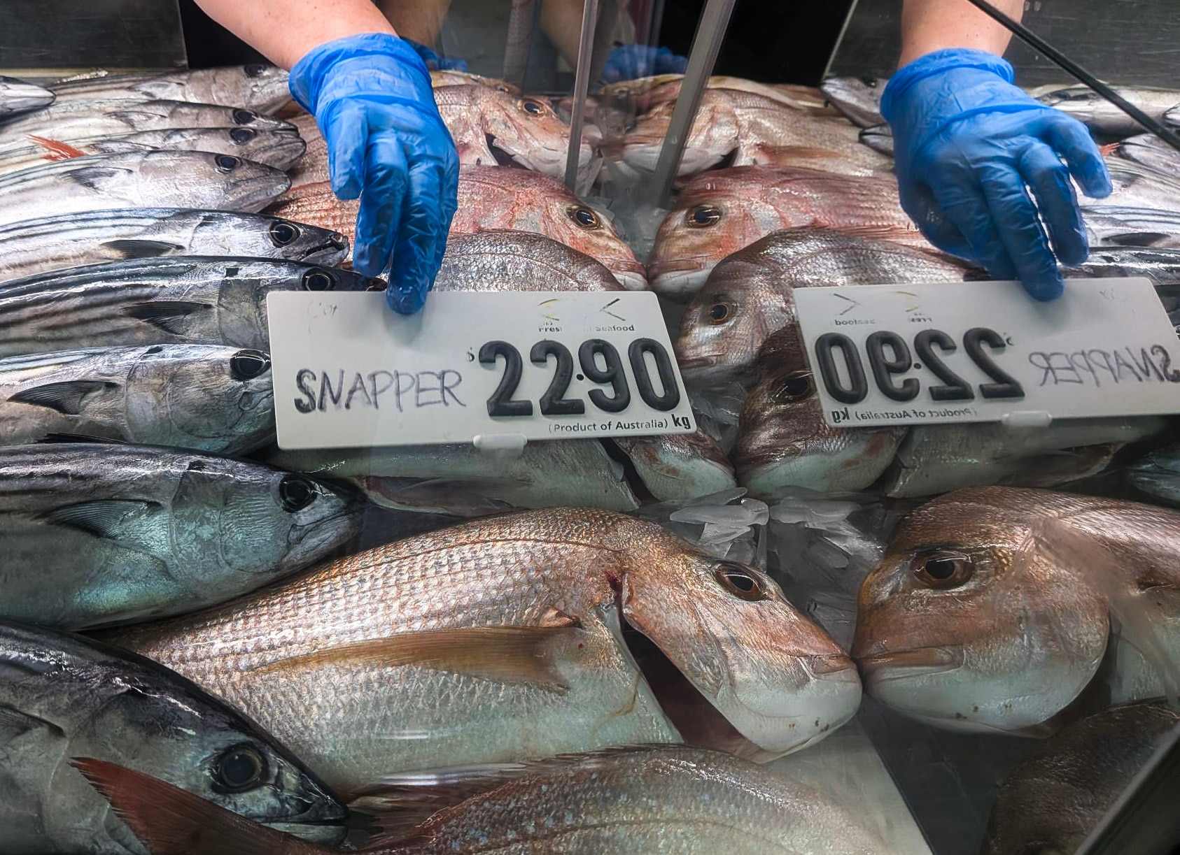 Fishers warn snapper, kingfish prices could soar under proposed catch limits