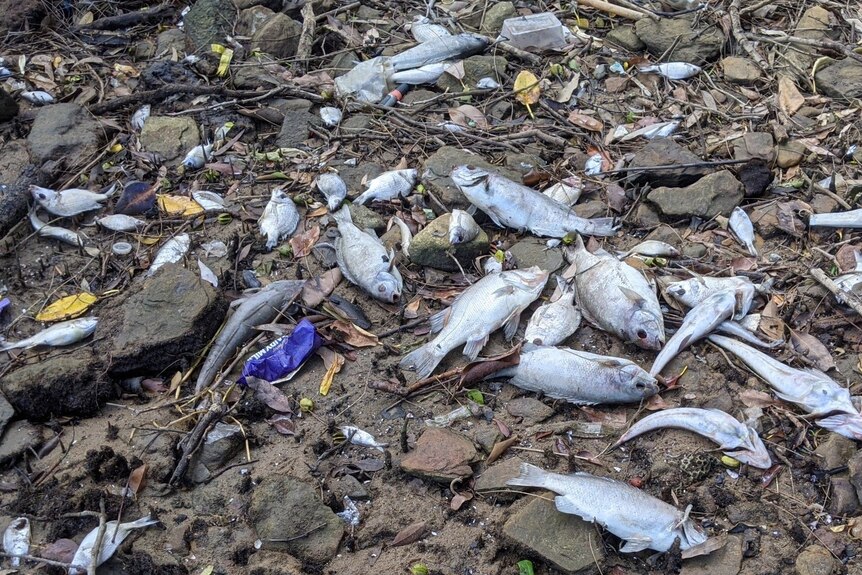 dead fish along the banks of a river