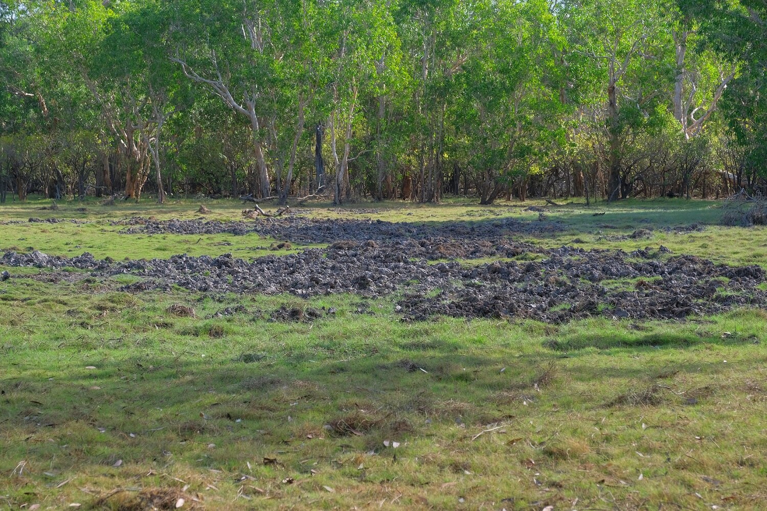 Millions of feral pigs pose bigger threat to environment than