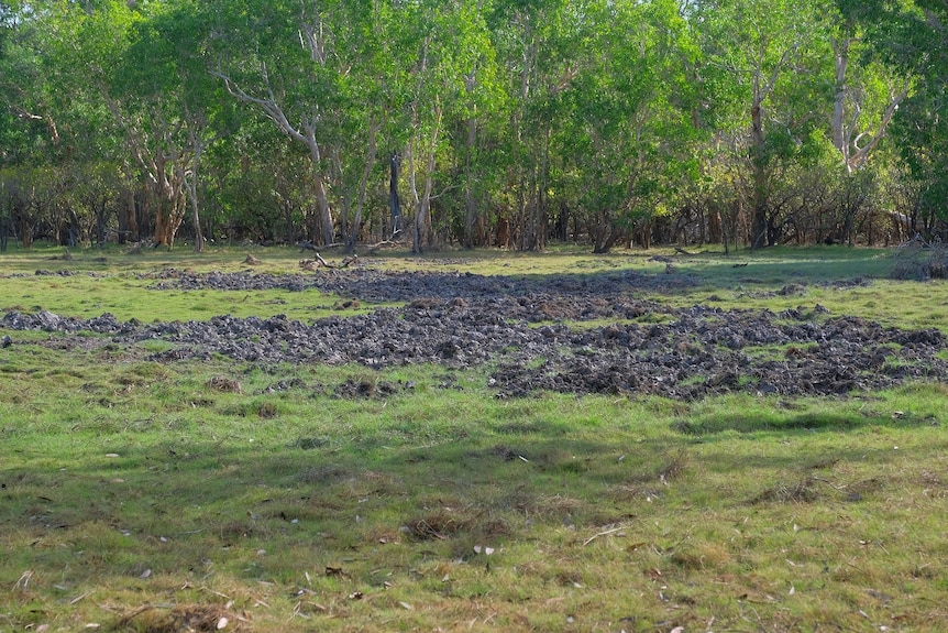 Feral pig damage