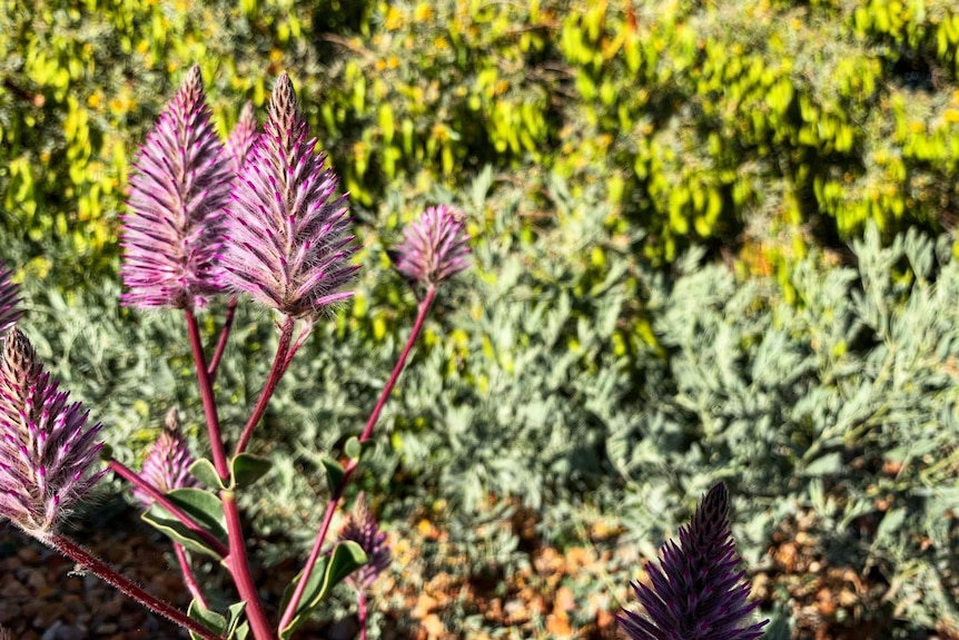 A close-up look at a variety of desert plants.